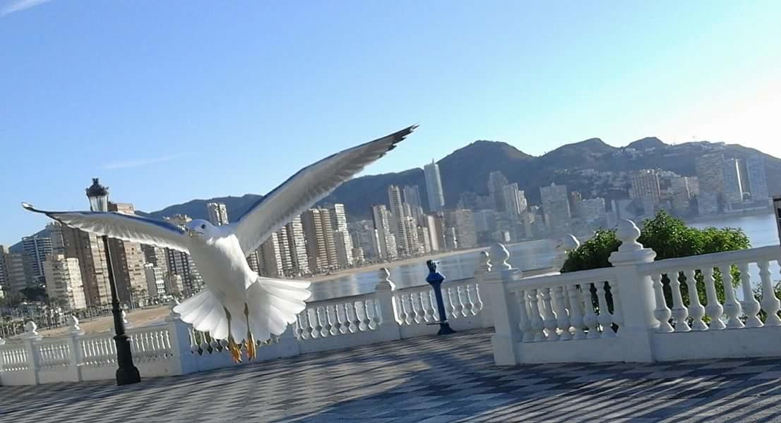 Acuarium Lux Apartment Benidorm Exterior foto